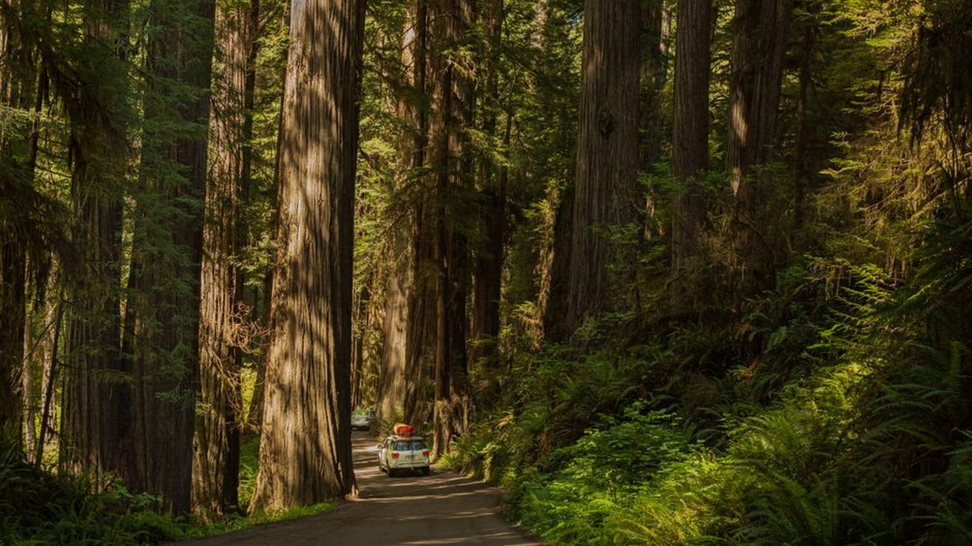 mid-sized SUV winding road Big Sur redwood forest