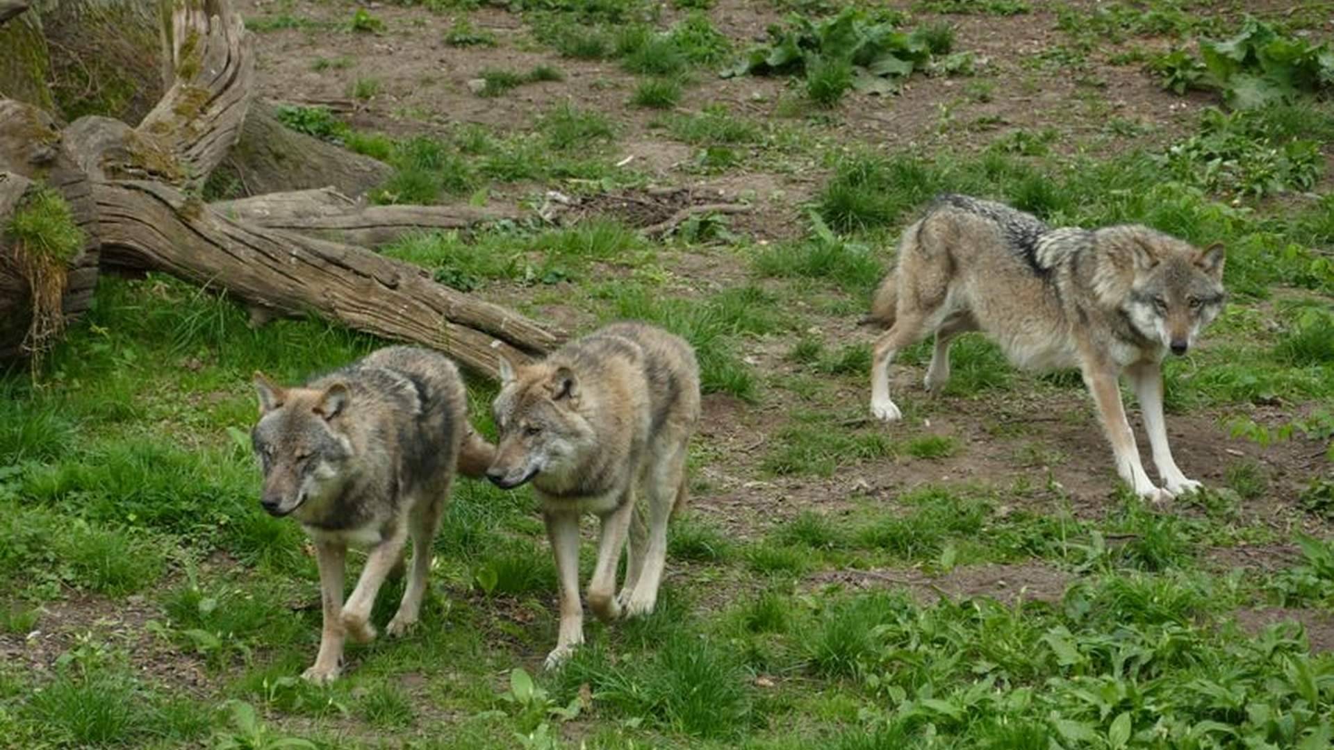 Carpathian forest lynx gray wolf European bison re